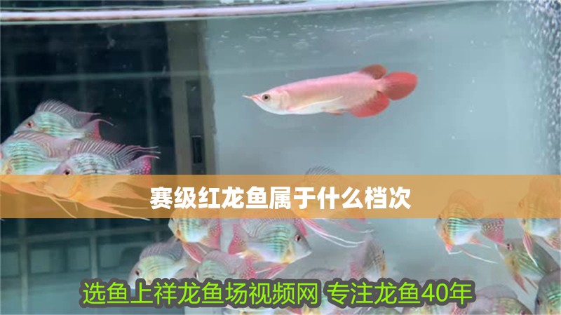 賽級紅龍魚屬于什么檔次