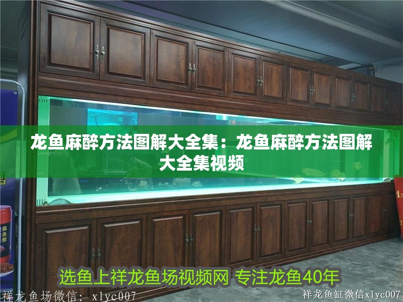 龍魚麻醉方法圖解大全集：龍魚麻醉方法圖解大全集視頻