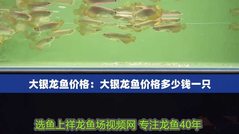 大銀龍魚價格：大銀龍魚價格多少錢一只 大銀龍魚價格：大銀龍魚價格多少錢一只 水族問答