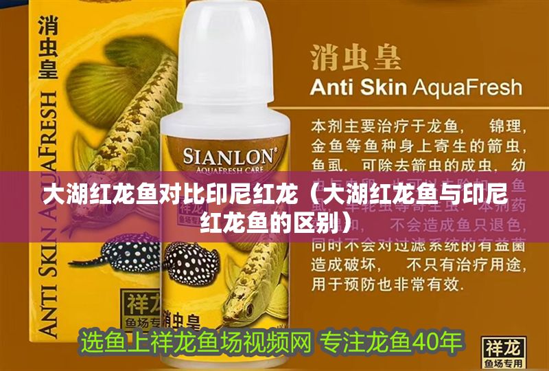 大湖紅龍魚對比印尼紅龍（大湖紅龍魚與印尼紅龍魚的區(qū)別）