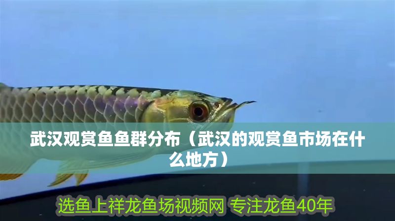 武漢觀賞魚魚群分布（武漢的觀賞魚市場(chǎng)在什么地方）