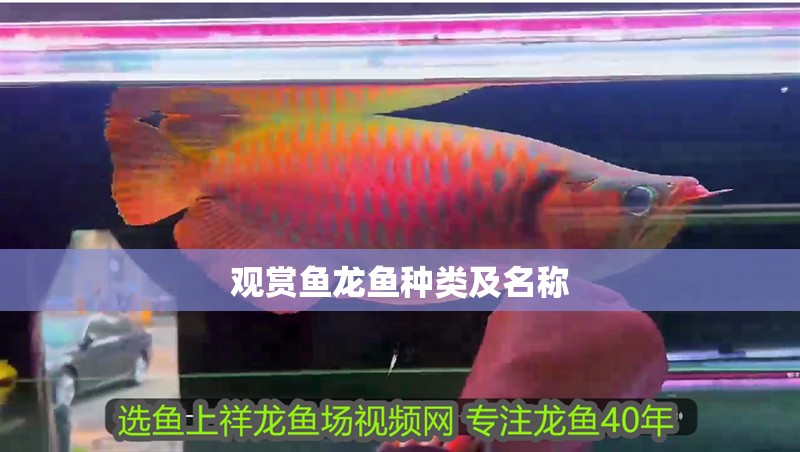 觀賞魚龍魚種類及名稱