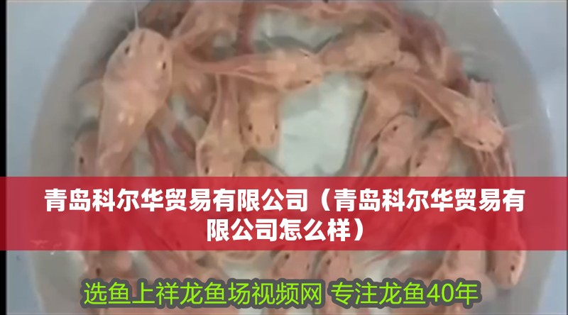 青島科爾華貿易有限公司（青島科爾華貿易有限公司怎么樣） 青島科爾華貿易有限公司（青島科爾華貿易有限公司怎么樣） 全國水族館企業名錄 第4張