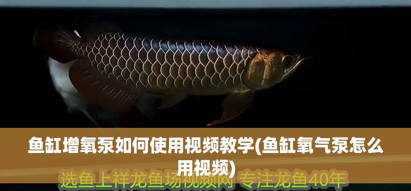 魚缸增氧泵如何使用視頻教學(xué)(魚缸氧氣泵怎么用視頻)