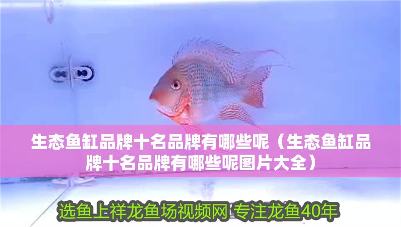 生態魚缸品牌十名品牌有哪些呢（生態魚缸品牌十名品牌有哪些呢圖片大全）