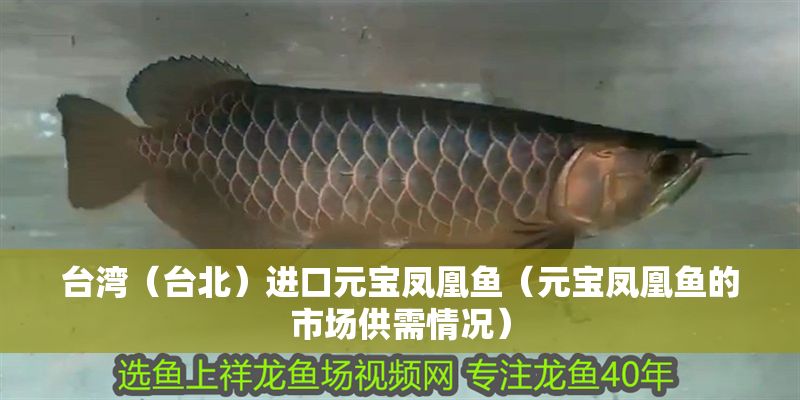 臺(tái)灣（臺(tái)北）進(jìn)口元寶鳳凰魚（元寶鳳凰魚的市場供需情況）