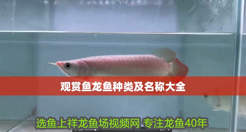觀賞魚龍魚種類及名稱大全