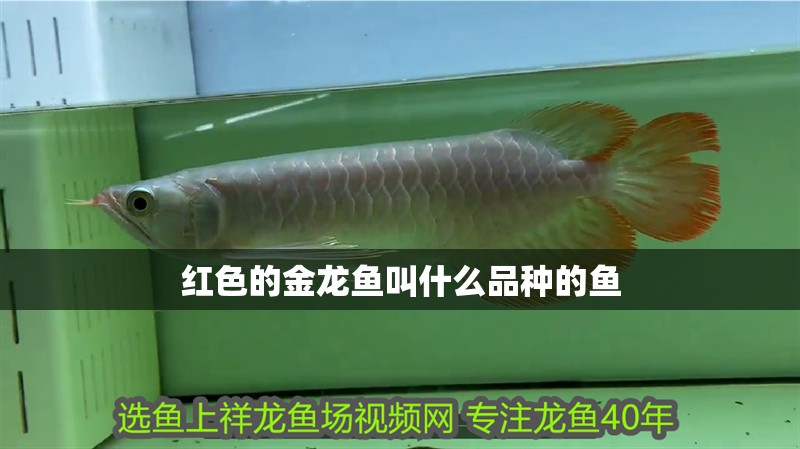 紅色的金龍魚叫什么品種的魚