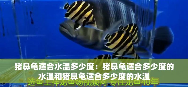 豬鼻龜適合水溫多少度：豬鼻龜適合多少度的水溫和豬鼻龜適合多少度的水溫