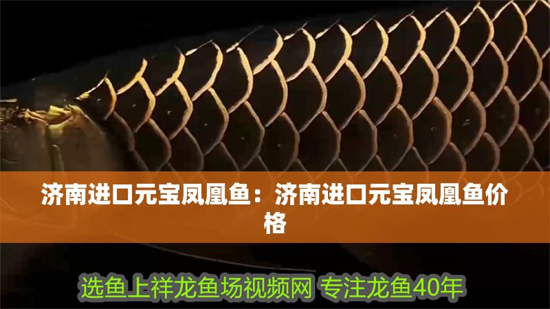 濟南進口元寶鳳凰魚：濟南進口元寶鳳凰魚價格