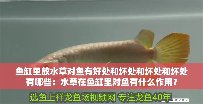 魚缸里放水草對魚有好處和壞處和壞處和壞處有哪些：水草在魚缸里對魚有什么作用？