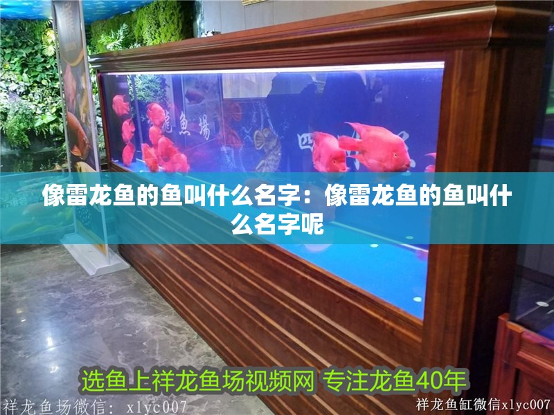 像雷龍魚的魚叫什么名字：像雷龍魚的魚叫什么名字呢