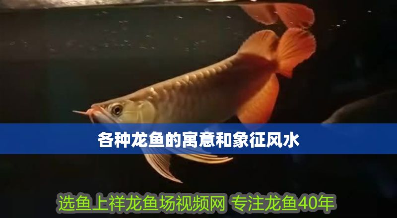各種龍魚的寓意和象征風水 各種龍魚的寓意和象征風水 龍魚百科 第1張