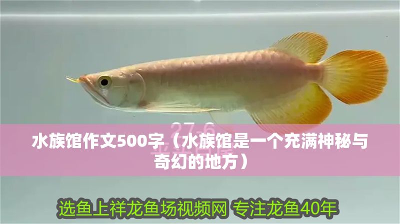 水族館作文500字（水族館是一個(gè)充滿神秘與奇幻的地方） 水族館作文500字（水族館是一個(gè)充滿神秘與奇幻的地方） 水族館百科（水族館加盟） 第1張