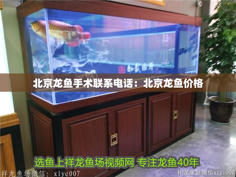北京龍魚手術聯系電話：北京龍魚價格