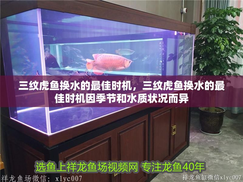三紋虎魚換水的最佳時機，三紋虎魚換水的最佳時機因季節和水質狀況而異