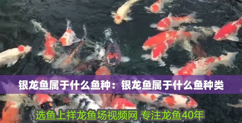 銀龍魚屬于什么魚種：銀龍魚屬于什么魚種類
