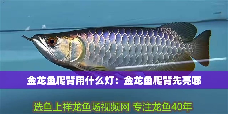 金龍魚爬背用什么燈：金龍魚爬背先亮哪