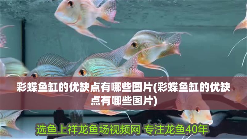 彩蝶魚缸的優缺點有哪些圖片(彩蝶魚缸的優缺點有哪些圖片) 彩蝶魚缸的優缺點有哪些圖片(彩蝶魚缸的優缺點有哪些圖片) 錦鯉魚百科 第1張
