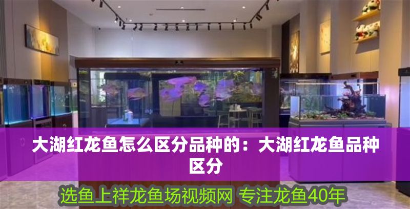 大湖紅龍魚怎么區分品種的：大湖紅龍魚品種區分 大湖紅龍魚怎么區分品種的：大湖紅龍魚品種區分 大湖紅龍魚百科 第2張