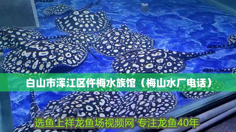 白山市渾江區仵梅水族館（梅山水廠電話）