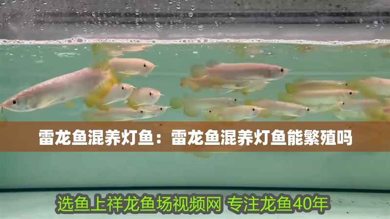 雷龍魚混養(yǎng)燈魚：雷龍魚混養(yǎng)燈魚能繁殖嗎