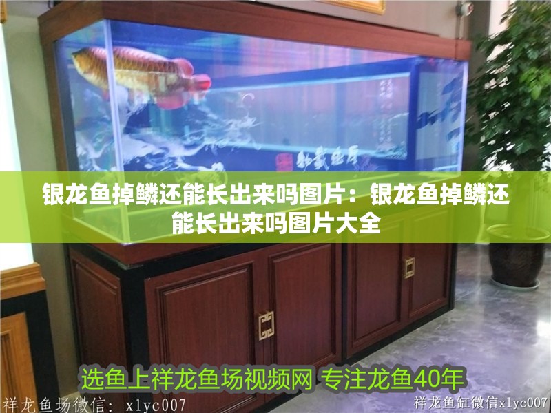 銀龍魚掉鱗還能長出來嗎圖片：銀龍魚掉鱗還能長出來嗎圖片大全