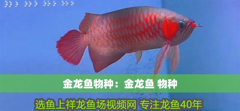 金龍魚物種：金龍魚 物種