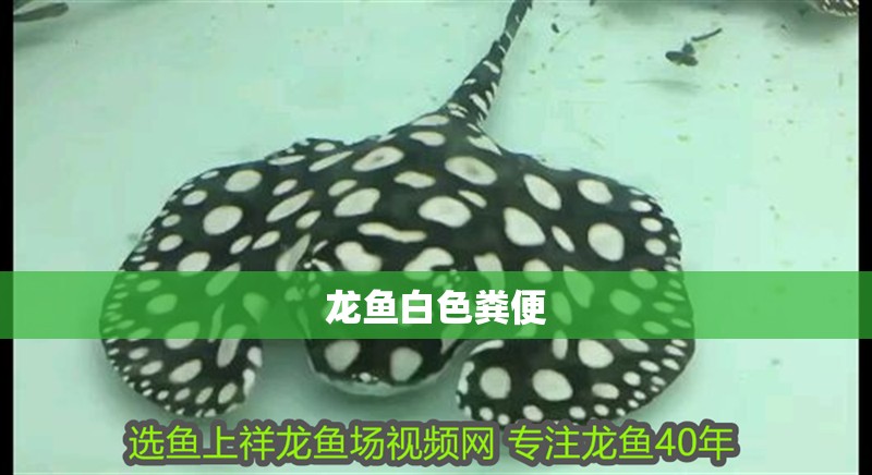 龍魚白色糞便