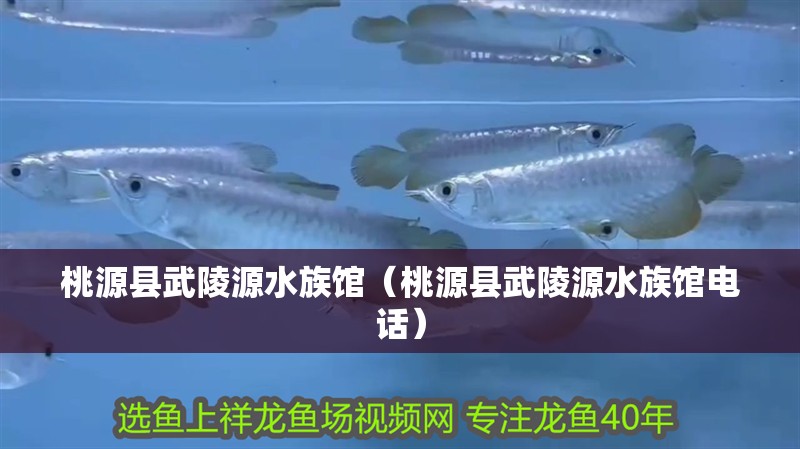 桃源縣武陵源水族館（桃源縣武陵源水族館電話）