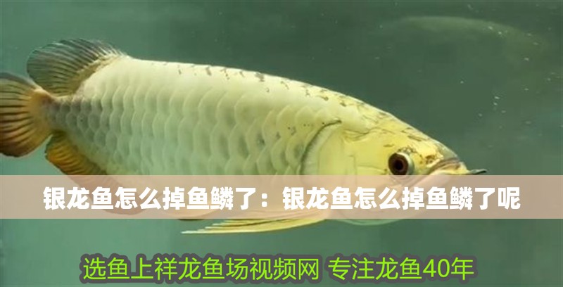 銀龍魚怎么掉魚鱗了：銀龍魚怎么掉魚鱗了呢