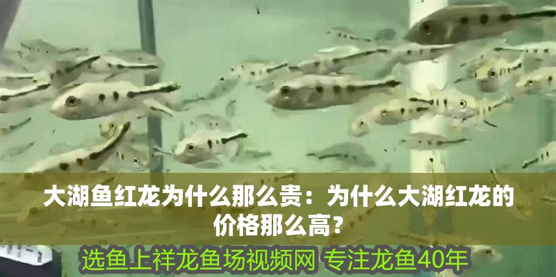 大湖魚(yú)紅龍為什么那么貴：為什么大湖紅龍的價(jià)格那么高？