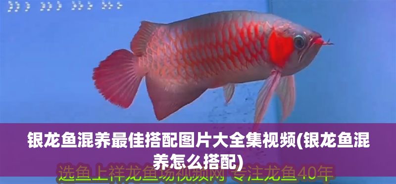 銀龍魚混養最佳搭配圖片大全集視頻(銀龍魚混養怎么搭配)