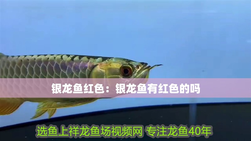 銀龍魚紅色：銀龍魚有紅色的嗎
