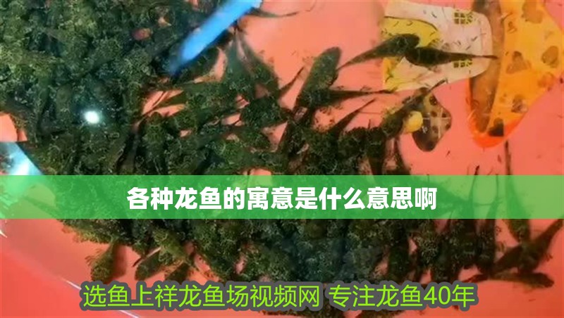 各種龍魚的寓意是什么意思啊