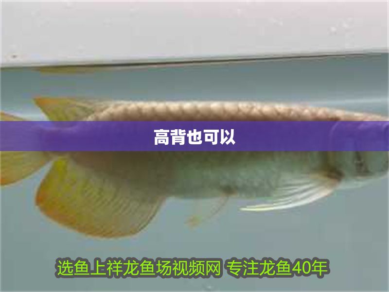 高背也可以 高背也可以 黃金貓魚百科 第2張