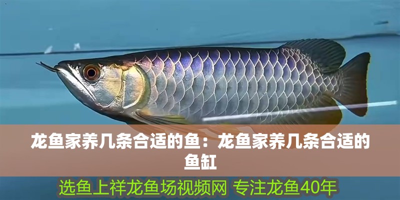 龍魚家養幾條合適的魚：龍魚家養幾條合適的魚缸