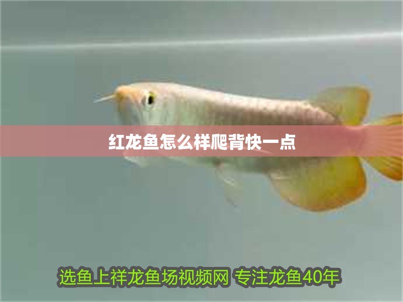 紅龍魚怎么樣爬背快一點