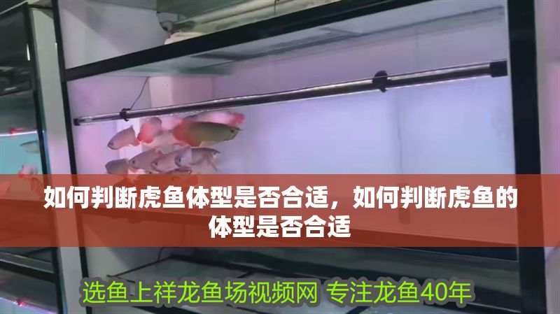 如何判斷虎魚體型是否合適，如何判斷虎魚的體型是否合適