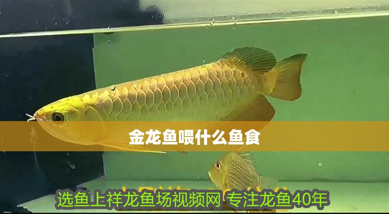 金龍魚喂什么魚食