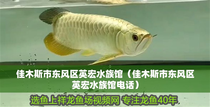佳木斯市東風區英宏水族館（佳木斯市東風區英宏水族館電話） 佳木斯市東風區英宏水族館（佳木斯市東風區英宏水族館電話） 全國水族館企業名錄 第2張
