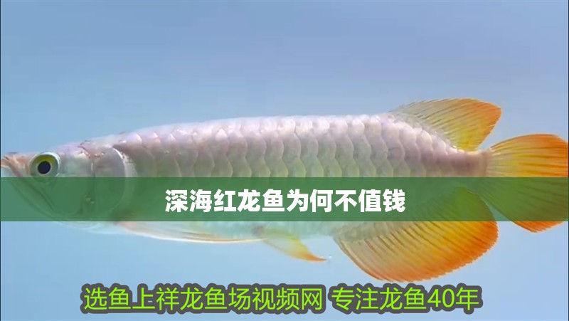 深海紅龍魚為何不值錢