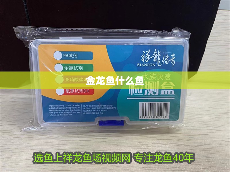 金龍魚什么魚