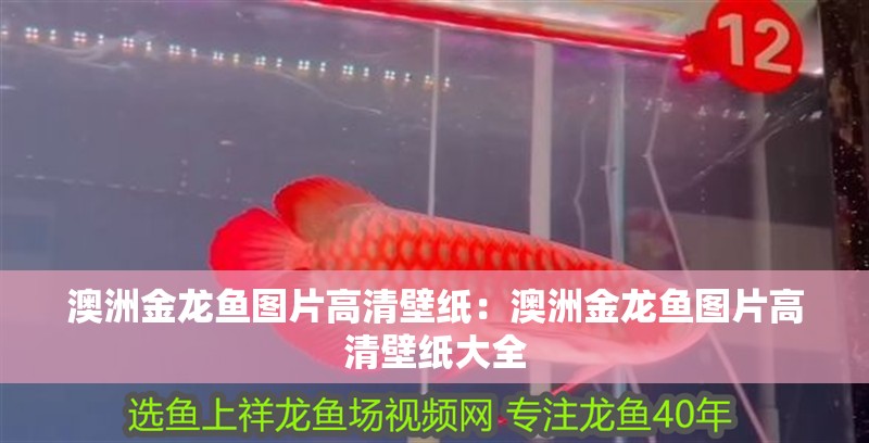 澳洲金龍魚(yú)圖片高清壁紙：澳洲金龍魚(yú)圖片高清壁紙大全