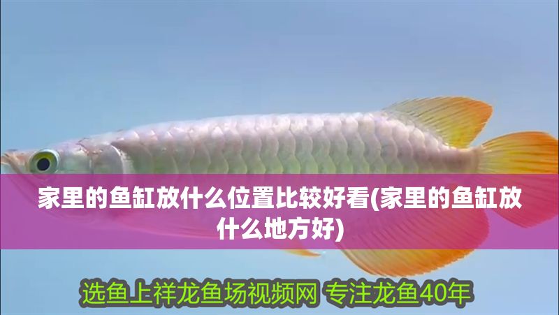 家里的魚缸放什么位置比較好看(家里的魚缸放什么地方好)