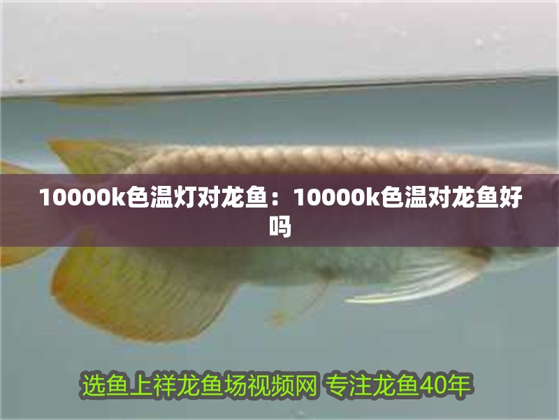 10000k色溫?zé)魧堲~：10000k色溫對龍魚好嗎 10000k色溫?zé)魧堲~：10000k色溫對龍魚好嗎 水族問答