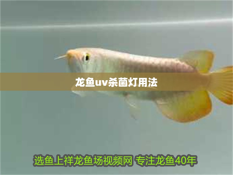 龍魚uv殺菌燈用法