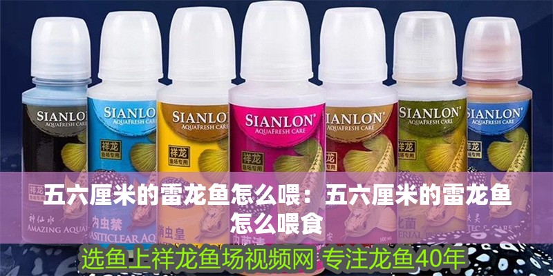 五六厘米的雷龍魚怎么喂：五六厘米的雷龍魚怎么喂食