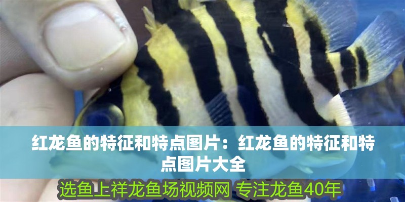 紅龍魚的特征和特點圖片：紅龍魚的特征和特點圖片大全