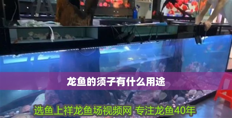 龍魚的須子有什么用途